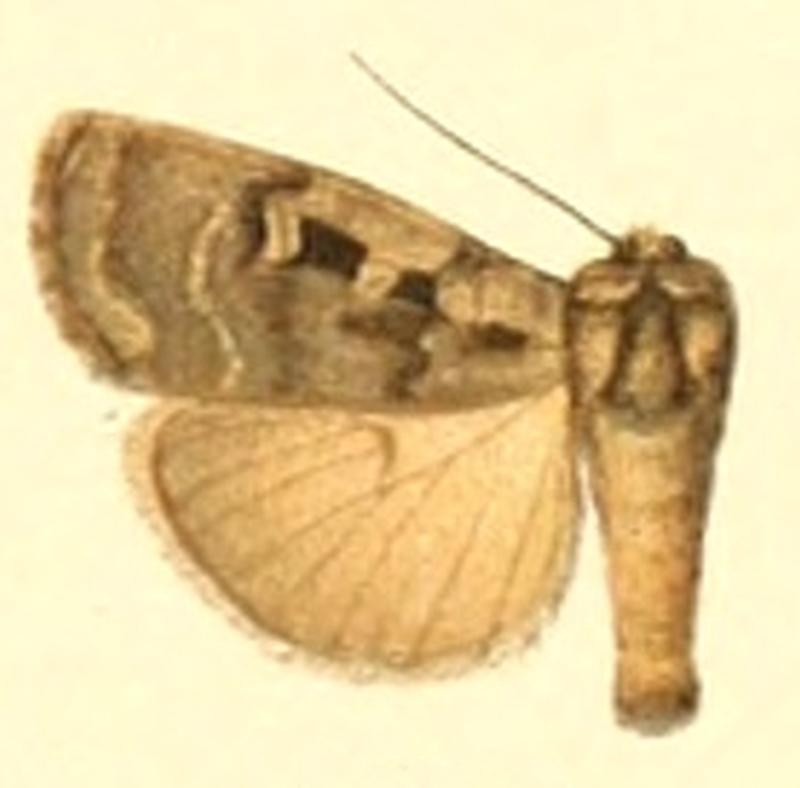 Euxoa bonza