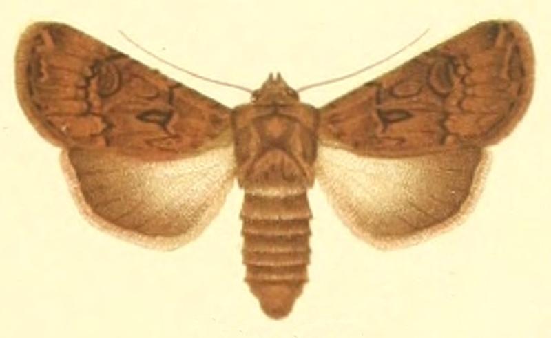 Euxoa brunnea