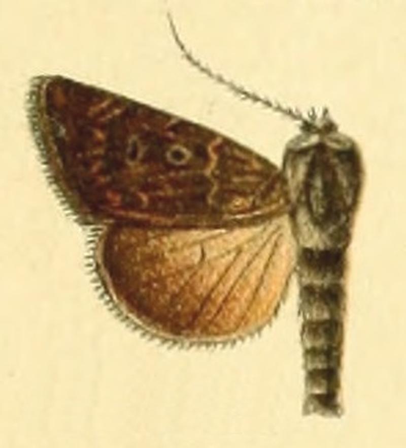 Euxoa canariensis