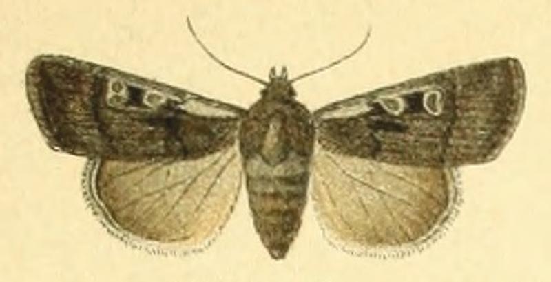 Euxoa carbonis