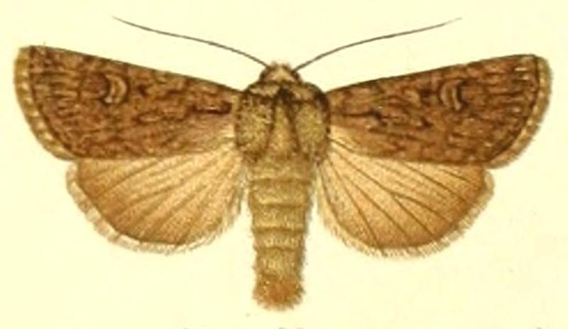 Euxoa celsicola m