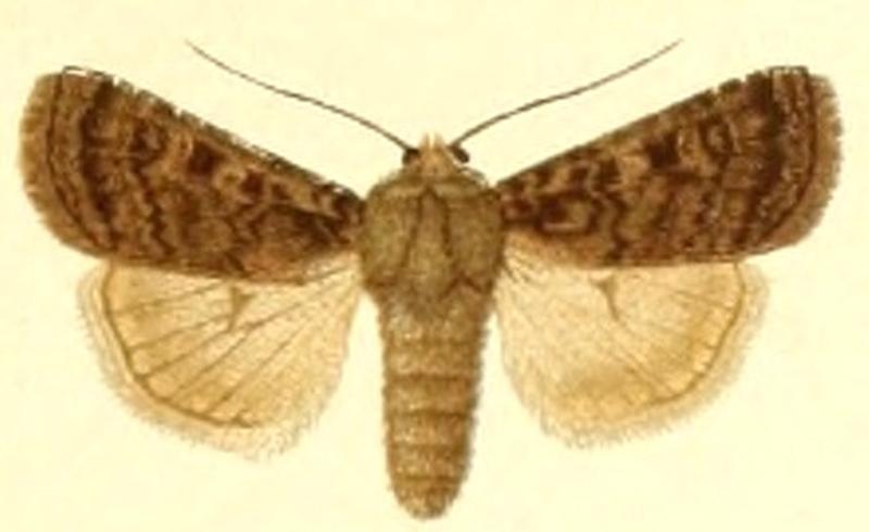 Euxoa centralis