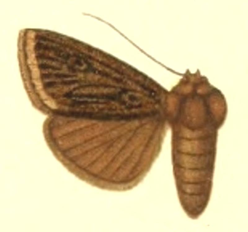 Euxoa chretieni