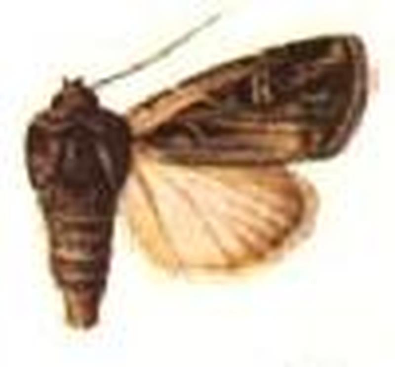 Euxoa christophi