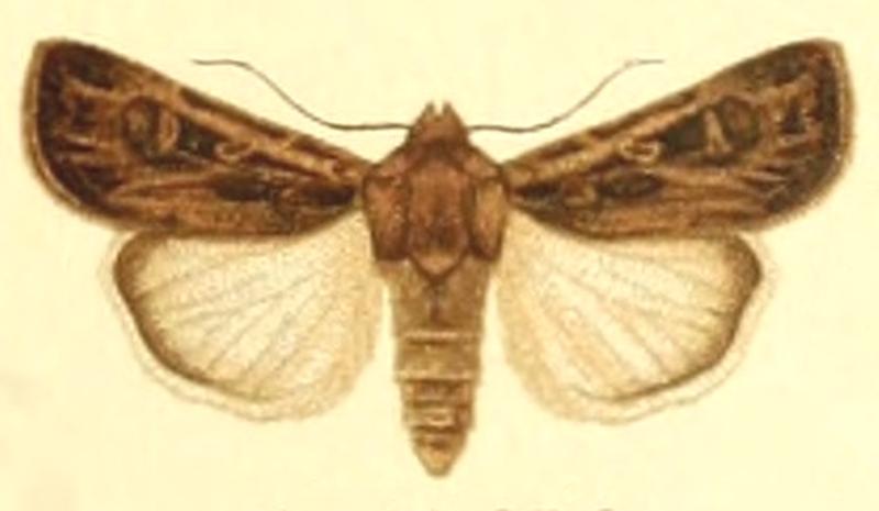Euxoa christophi