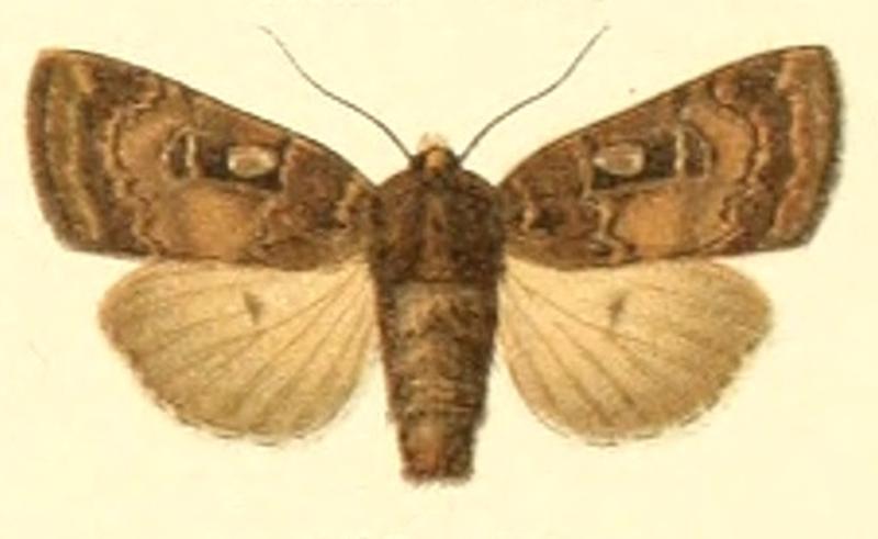 Euxoa collina