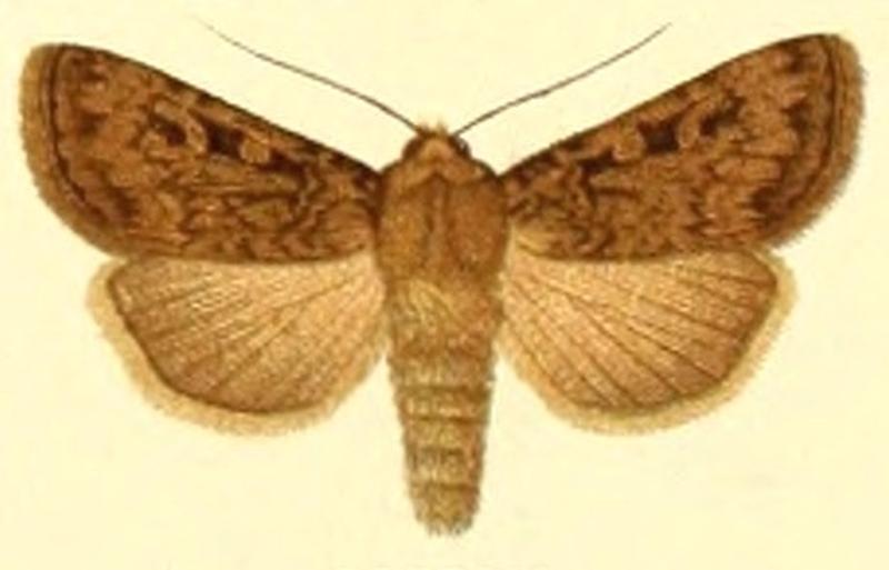 Euxoa coraxa