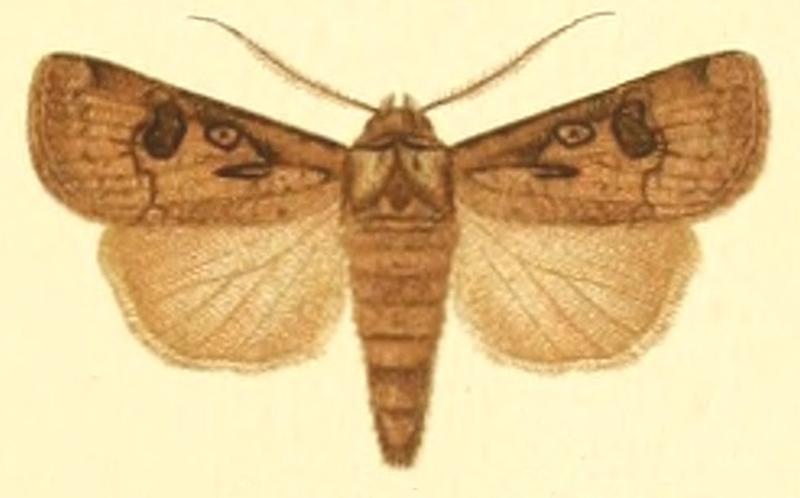 Euxoa corticea f