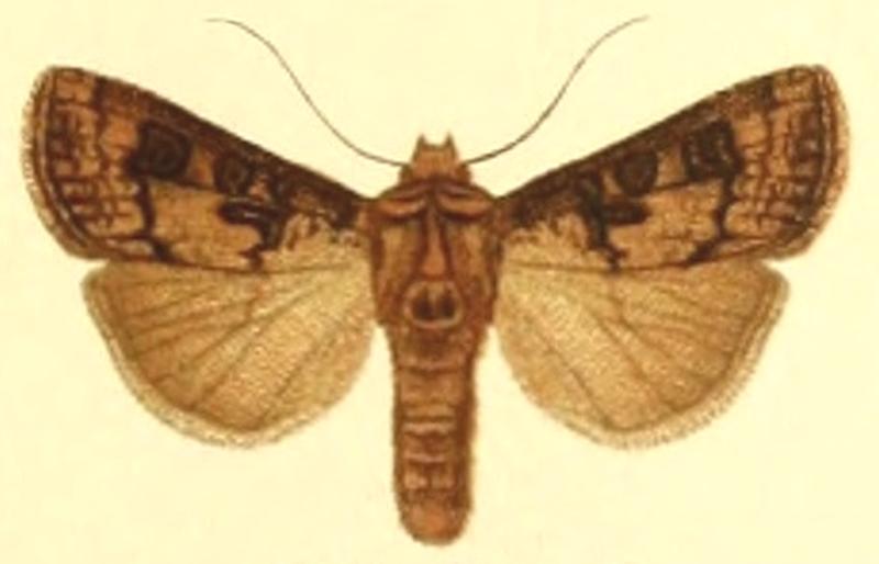 Euxoa corticea m
