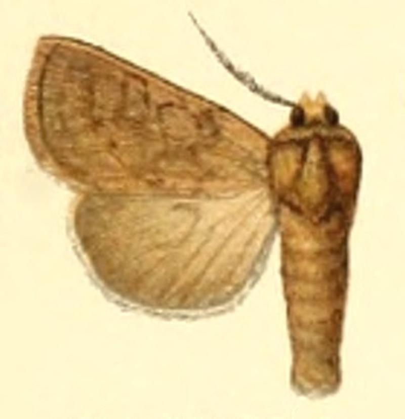 Euxoa coturnicola