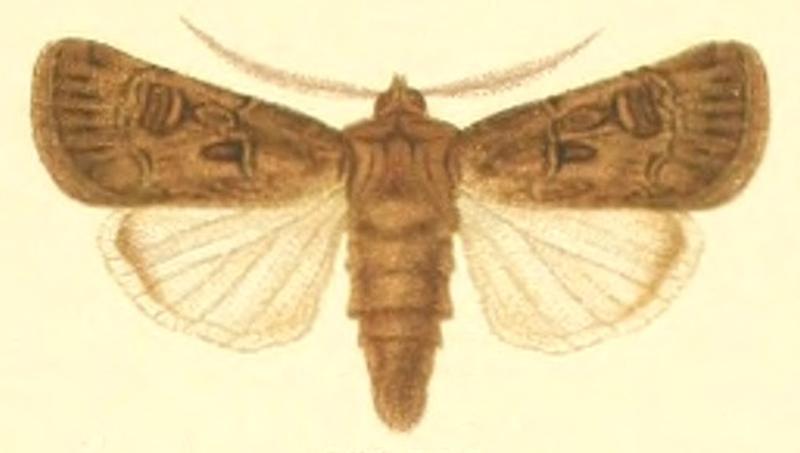Euxoa crassa