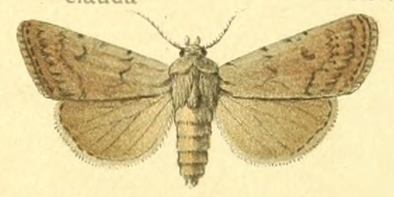 Euxoa cucuna