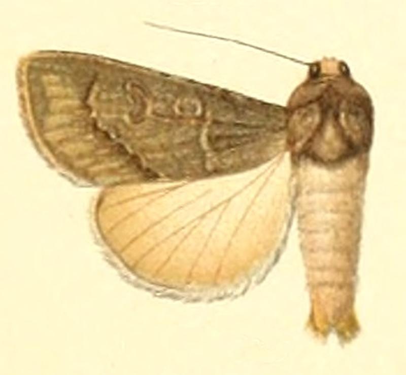 Euxoa cuprina