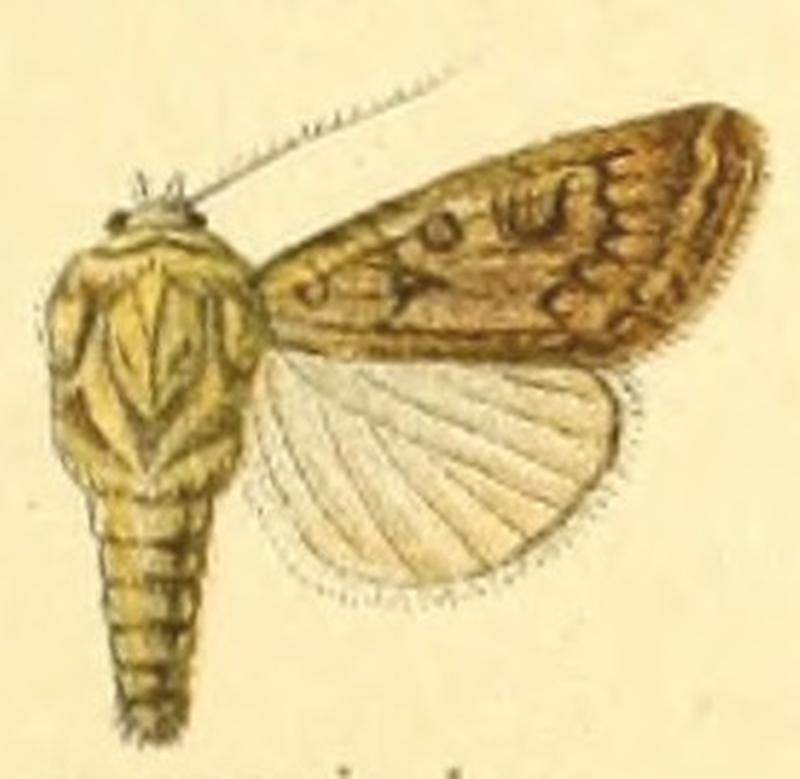 Euxoa cursoriodes
