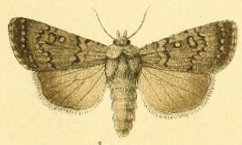 Euxoa decora
