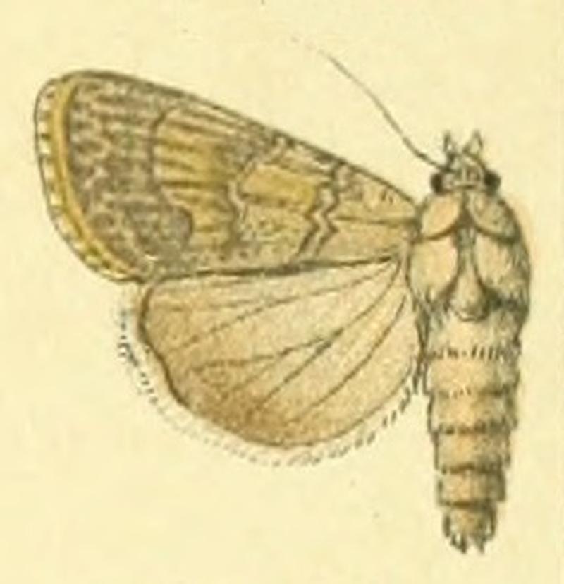 Euxoa decorata f