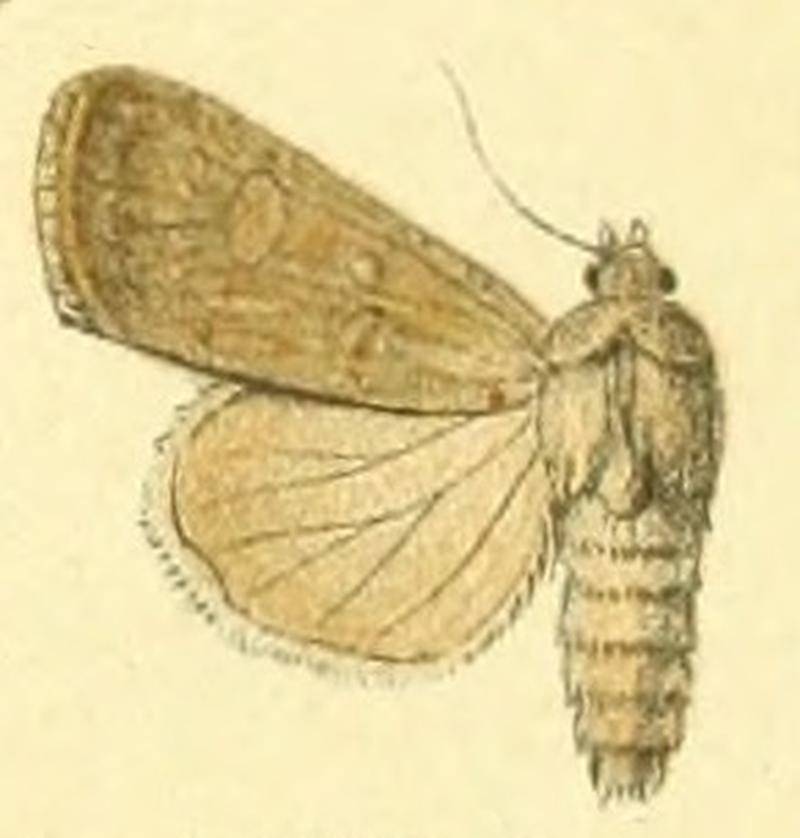Euxoa decorata m