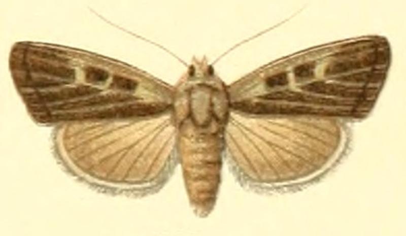 Euxoa difficilis