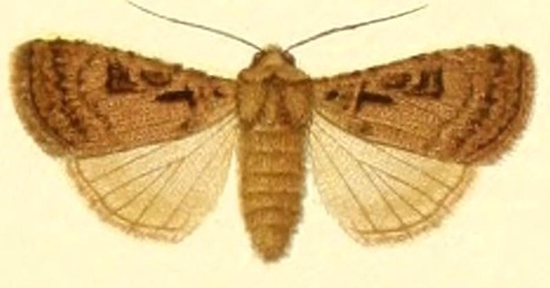 Euxoa duosigna