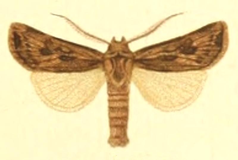 Euxoa endogaea
