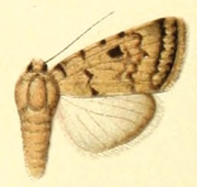 Euxoa eremicola
