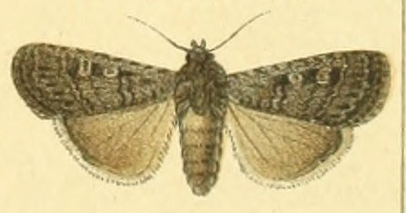 Euxoa eruta