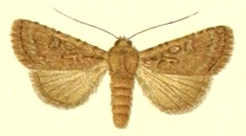 Euxoa exacta