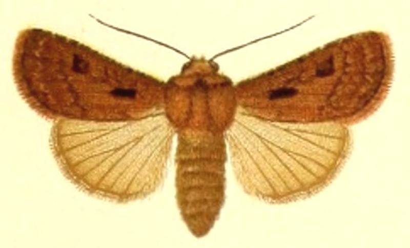 Euxoa exclaimationis