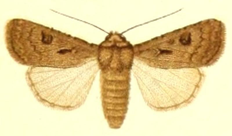 Euxoa exclaimationis 2