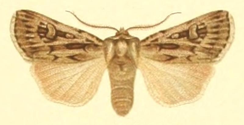 Euxoa fatidica m
