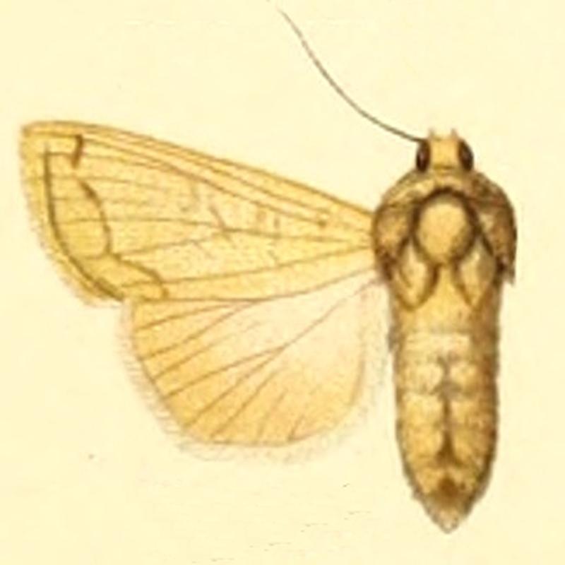 Euxoa flavina