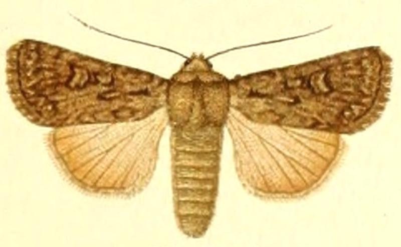 Euxoa forcipula