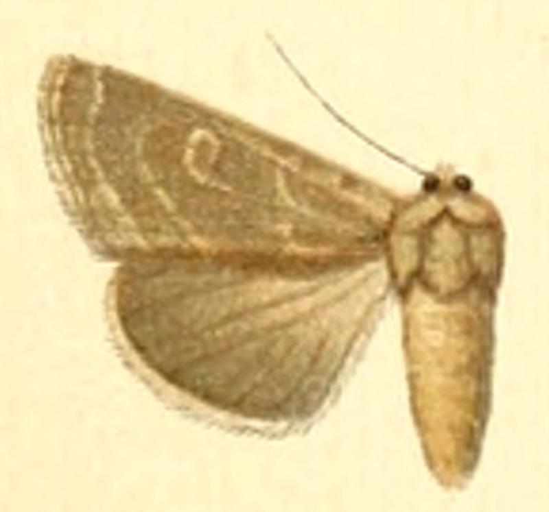 Euxoa glaucescens