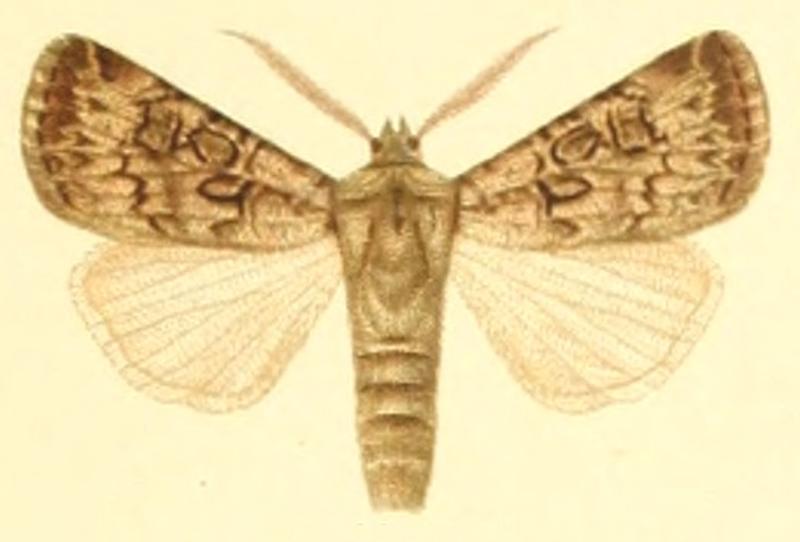 Euxoa golickei