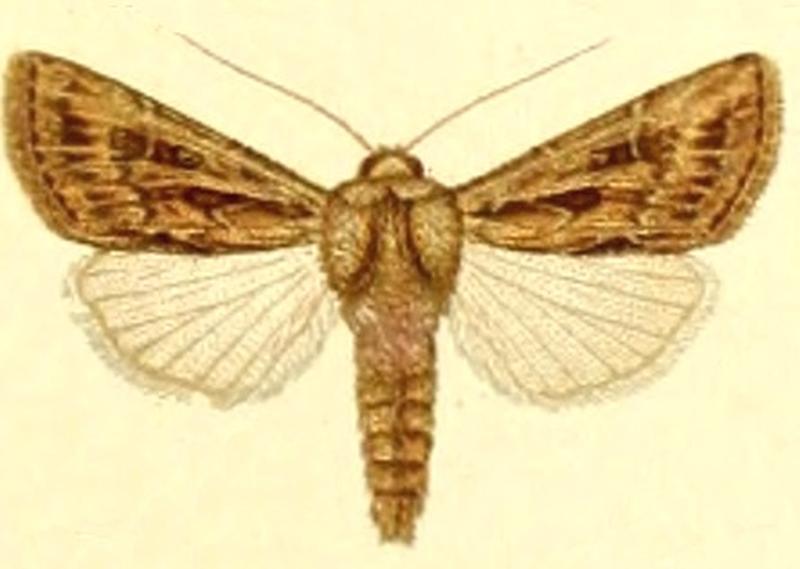 Euxoa graslini