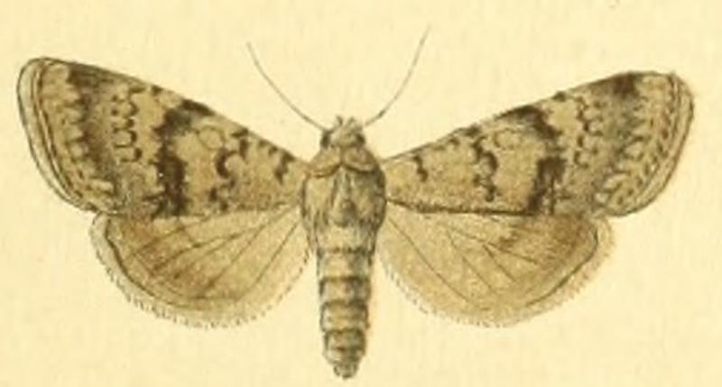 Euxoa grisescens f