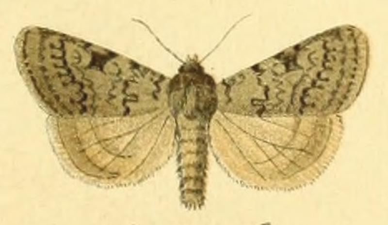 Euxoa grisescens m
