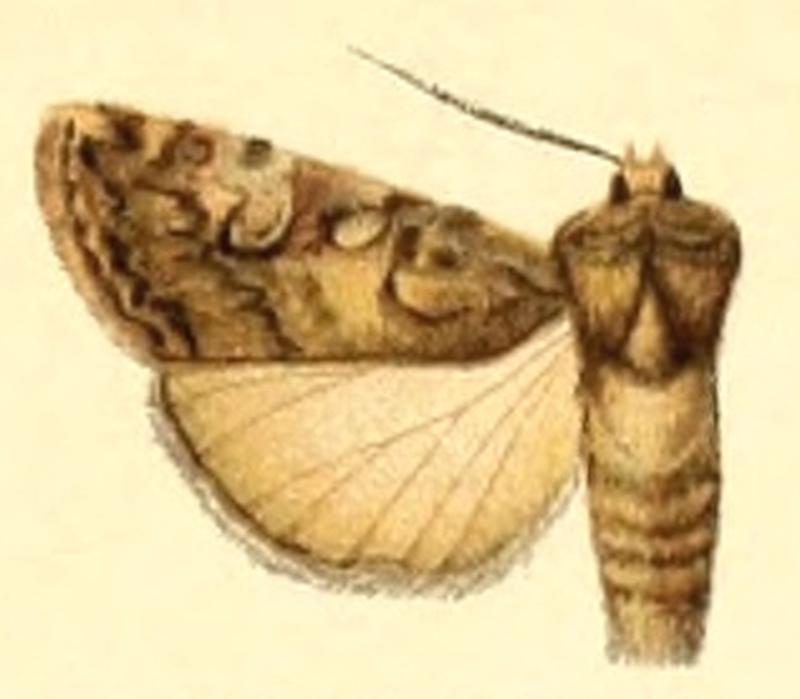 Euxoa hemisphaerica