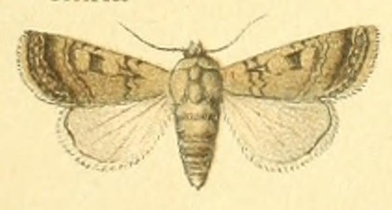 Euxoa hilaris