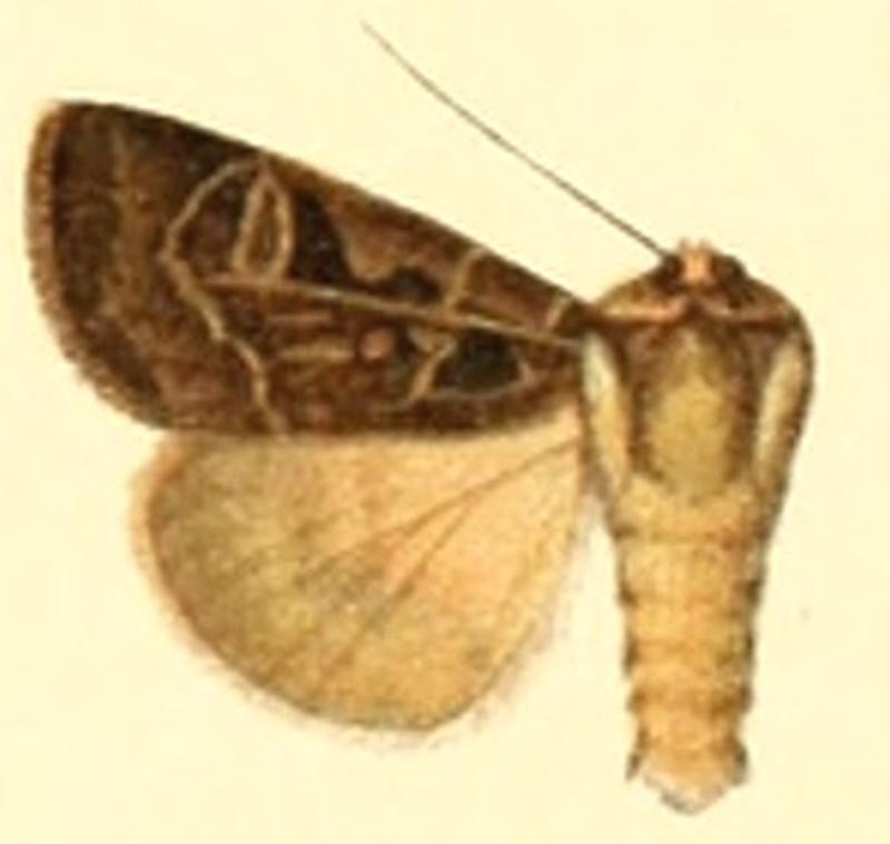 Euxoa honesta