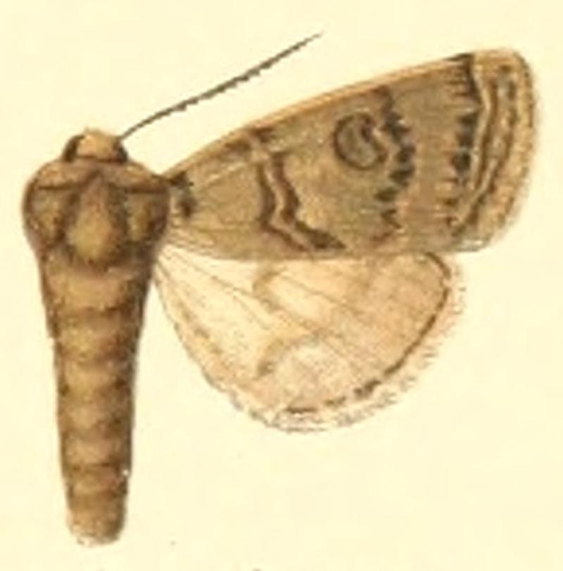 Euxoa humigena
