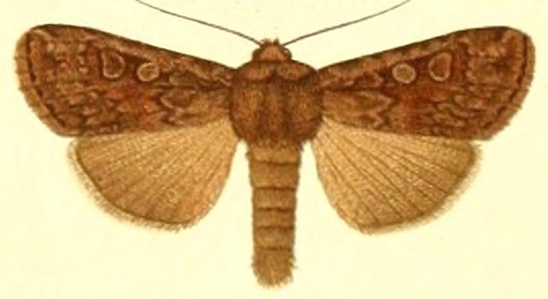 Euxoa hyperborea