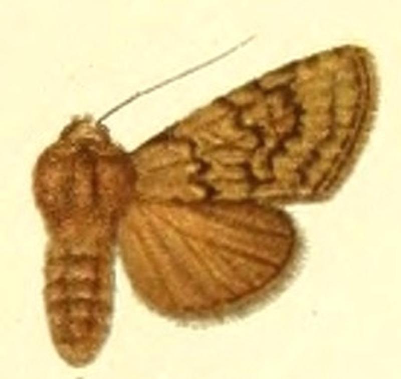 Euxoa ignara
