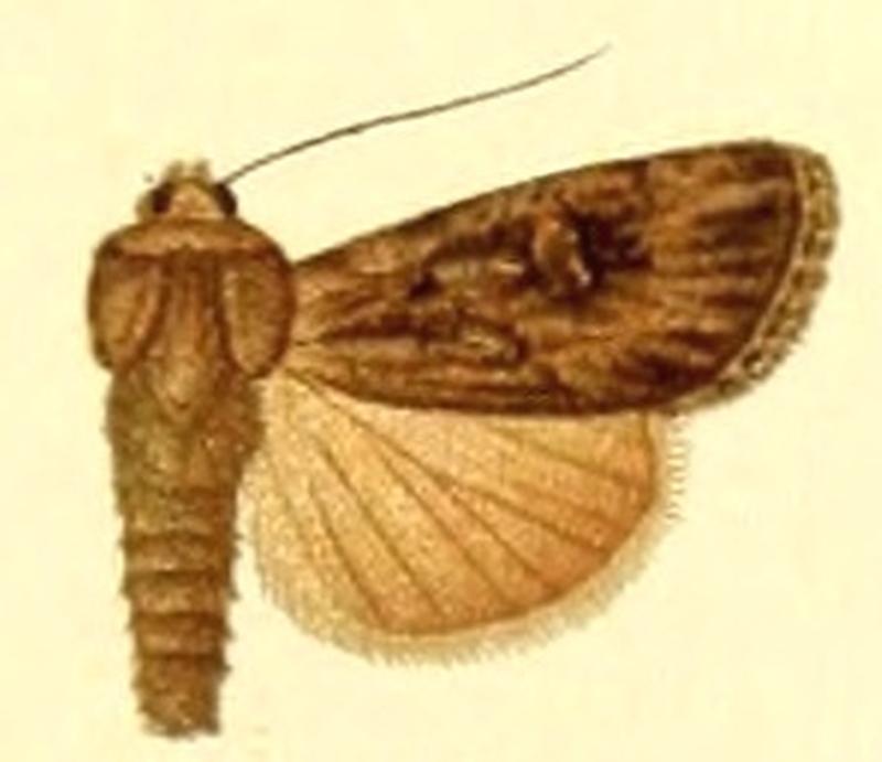 Euxoa improba