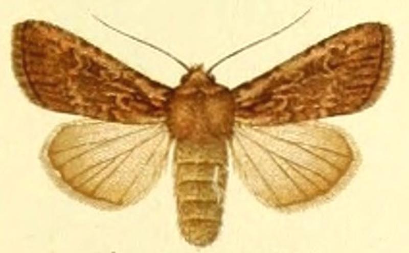Euxoa improcera