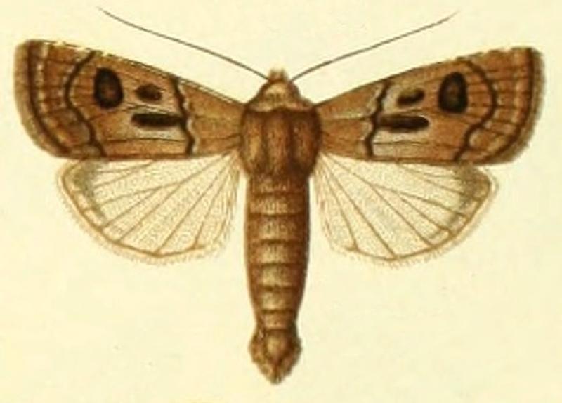 Euxoa informis