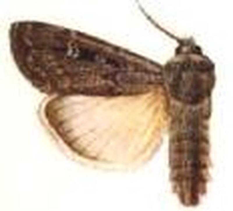 Euxoa infusa