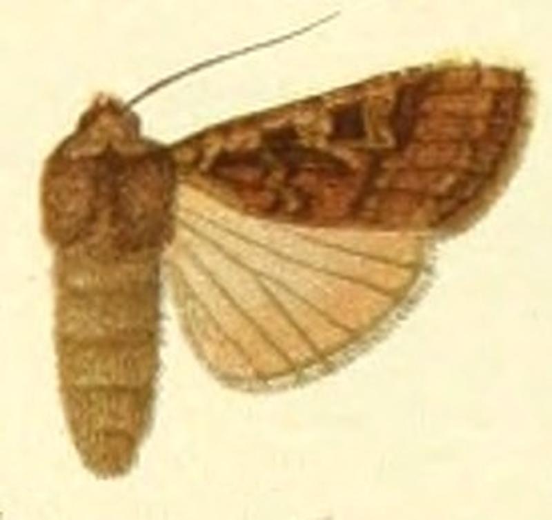 Euxoa islandica