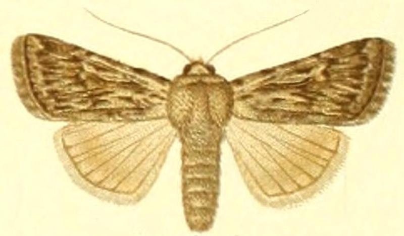 Euxoa issykula f