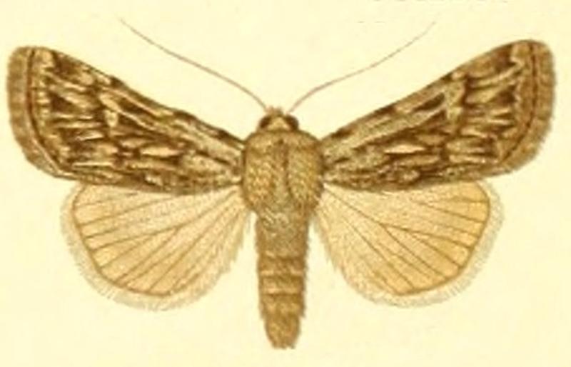 Euxoa issykula m